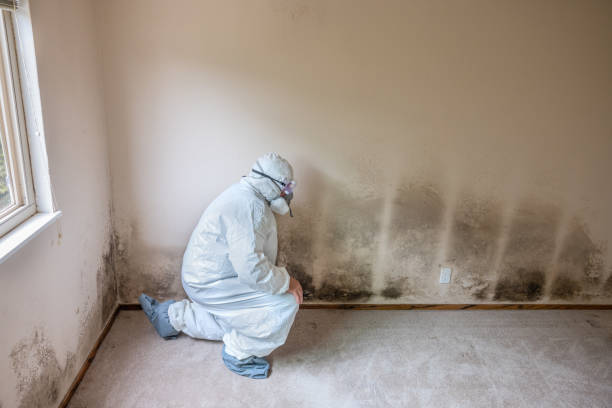 Best Water Damage & Mold Remediation  in Berry Hill, TN