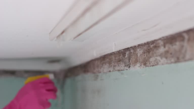 Best Basement Mold Removal  in Berry Hill, TN